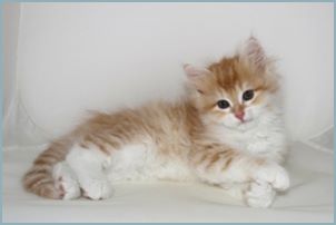 Male Siberian Kitten from Deedlebug Siberians